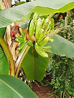 Musa textilis, Manilahanf, Faserbanane, Abacá, Faserpflanze